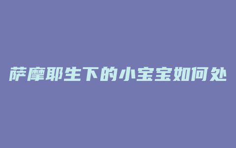 萨摩耶生下的小宝宝如何处理