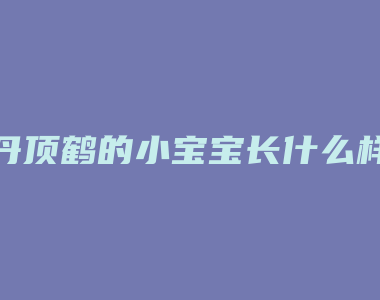 丹顶鹤的小宝宝长什么样