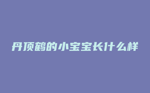 丹顶鹤的小宝宝长什么样